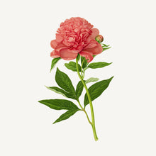 Load image into Gallery viewer, Shea Butter Bar Soap - Magnolia Peony
